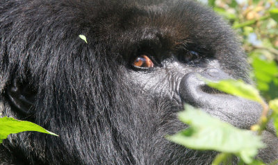 PRIMATE - GORILLA - MOUNTAIN GORILLA - PARC DU VOLCANS RWANDA 2012 (249).JPG