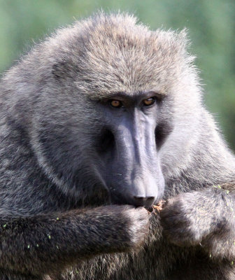 PRIMATE - BABOON - OLIVE BABOON - GREY FORM - NYUNGWE NATIONAL PARK RWANDA (202).JPG