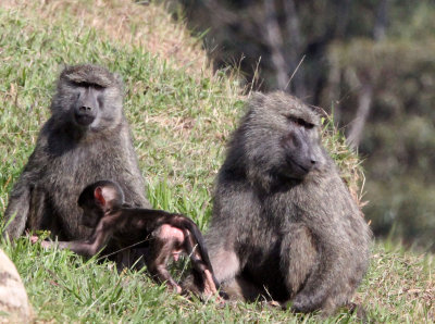 PRIMATE - BABOON - OLIVE BABOON - GREY FORM - NYUNGWE NATIONAL PARK RWANDA (217).JPG