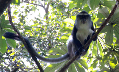 PRIMATE - CERCOPITHECUS DENTI - DENT'S MONA MONKEY - NYUNGWE NATIONAL PARK RWANDA (23).JPG