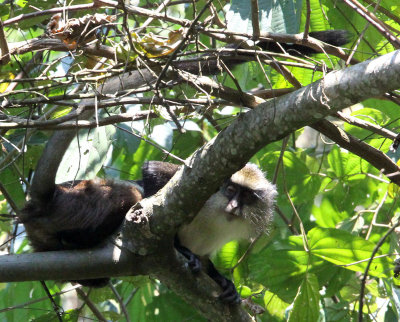 PRIMATE - CERCOPITHECUS DENTI - DENT'S MONA MONKEY - NYUNGWE NATIONAL PARK RWANDA (409).JPG