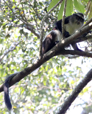 PRIMATE - CERCOPITHECUS DENTI - DENT'S MONA MONKEY - NYUNGWE NATIONAL PARK RWANDA (438).JPG