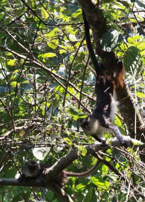 PRIMATE - CERCOPITHECUS DENTI - DENT'S MONA MONKEY - NYUNGWE NATIONAL PARK RWANDA (7).JPG