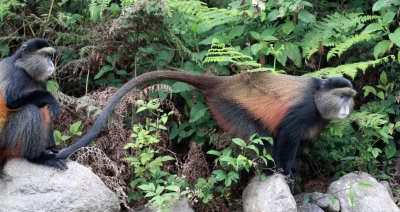 PRIMATE - CERCOPITHECUS KANDTI - GOLDEN MONKEY - PARC DU VULCANS RWANDA (184).JPG