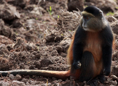 PRIMATE - CERCOPITHECUS KANDTI - GOLDEN MONKEY - PARC DU VULCANS RWANDA (192).JPG