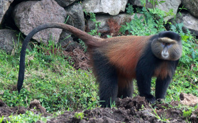 PRIMATE - CERCOPITHECUS KANDTI - GOLDEN MONKEY - PARC DU VULCANS RWANDA (201).JPG