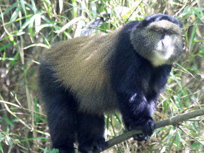 PRIMATE - CERCOPITHECUS KANDTI - GOLDEN MONKEY - PARC DU VULCANS RWANDA (215).JPG