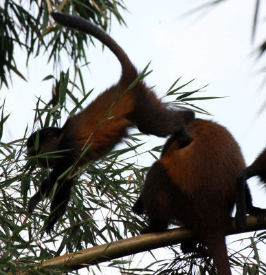 PRIMATE - CERCOPITHECUS KANDTI - GOLDEN MONKEY - PARC DU VULCANS RWANDA (219).JPG