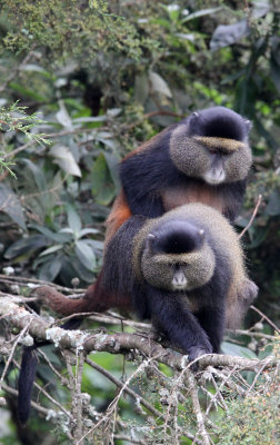 PRIMATE - CERCOPITHECUS KANDTI - GOLDEN MONKEY - PARK DU VULCANS RWANDA (117).JPG