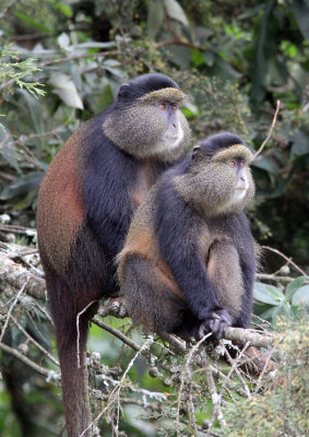 PRIMATE - CERCOPITHECUS KANDTI - GOLDEN MONKEY - PARK DU VULCANS RWANDA (130).JPG