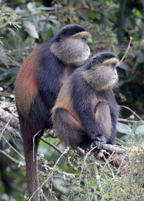 PRIMATE - CERCOPITHECUS KANDTI - GOLDEN MONKEY - PARK DU VULCANS RWANDA (131).JPG