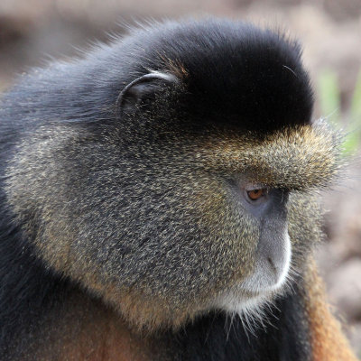 PRIMATE - CERCOPITHECUS KANDTI - GOLDEN MONKEY - PARK DU VULCANS RWANDA (138).JPG