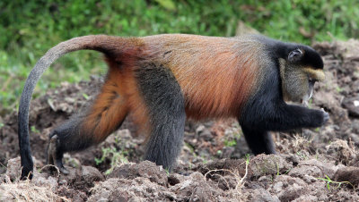 PRIMATE - CERCOPITHECUS KANDTI - GOLDEN MONKEY - PARK DU VULCANS RWANDA (141).JPG