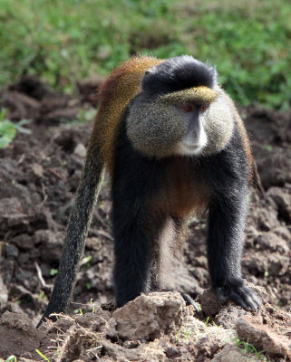 PRIMATE - CERCOPITHECUS KANDTI - GOLDEN MONKEY - PARK DU VULCANS RWANDA (148).JPG