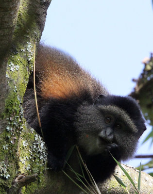 PRIMATE - CERCOPITHECUS KANDTI - GOLDEN MONKEY - PARK DU VULCANS RWANDA (165).JPG