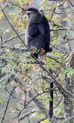 PRIMATE - CERCOPITHECUS MITIS - BLUE MONKEY - NYUNGWE NATIONAL PARK RWANDA (447).JPG