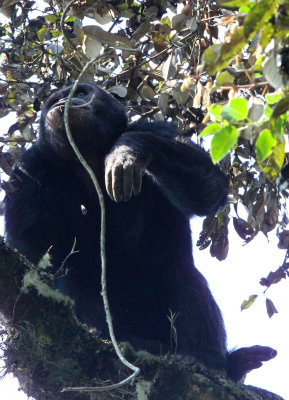 PRIMATE - CHIMPANZEE - NYUNGWE NATIONAL PARK RWANDA (318).JPG