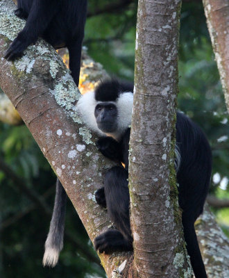 PRIMATE - COLOBUS MONKEY - ANGOLAN COLOBUS MONKEY - NYUNGWE NATIONAL PARK RWANDA (110).JPG