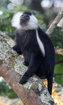 PRIMATE - COLOBUS MONKEY - ANGOLAN COLOBUS MONKEY - NYUNGWE NATIONAL PARK RWANDA (114).JPG