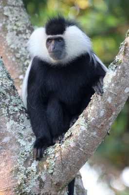 PRIMATE - COLOBUS MONKEY - ANGOLAN COLOBUS MONKEY - NYUNGWE NATIONAL PARK RWANDA (117).JPG