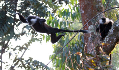 PRIMATE - COLOBUS MONKEY - ANGOLAN COLOBUS MONKEY - NYUNGWE NATIONAL PARK RWANDA (22).JPG