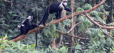 PRIMATE - COLOBUS MONKEY - ANGOLAN COLOBUS MONKEY - NYUNGWE NATIONAL PARK RWANDA (67).JPG