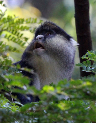 PRIMATE - DENT'S MONA RED-TAILED HYBRID MONKEY - NYUNGWE NATIONAL PARK RWANDA (283).JPG