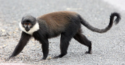 PRIMATE - L'HOEST'S MONKEY - NYUNGWE NATIONAL PARK RWANDA (183).JPG