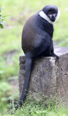 PRIMATE - L'HOEST'S MONKEY - NYUNGWE NATIONAL PARK RWANDA 2012 (619).JPG