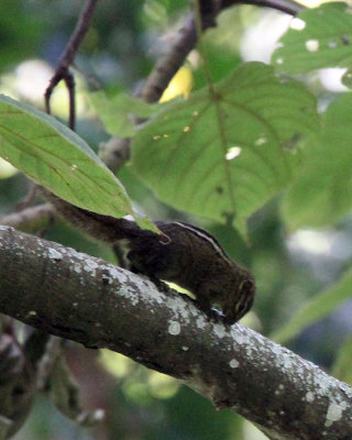 RODENT - BOEHM'S SQUIRREL - PARAXERUS BOEHMI - NYUNGWE NATIONAL PARK RWANDA (156).JPG