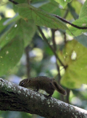 RODENT - BOEHM'S SQUIRREL - PARAXERUS BOEHMI - NYUNGWE NATIONAL PARK RWANDA (160).JPG