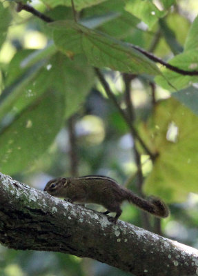 RODENT - BOEHM'S SQUIRREL - PARAXERUS BOEHMI - NYUNGWE NATIONAL PARK RWANDA (161).JPG