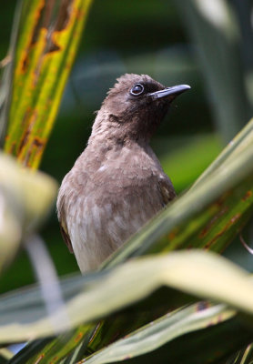 BIRD - BULBUL - COMMON BULBUL - NYUNGWE NATIONAL PARK RWANDA (5).JPG