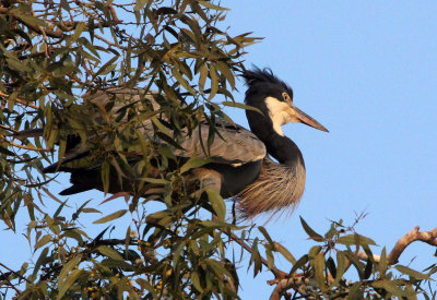 BIRD - HERON - BLACK-HEADED HERON - NYUNGWE NATIONAL PARK RWANDA (498).JPG