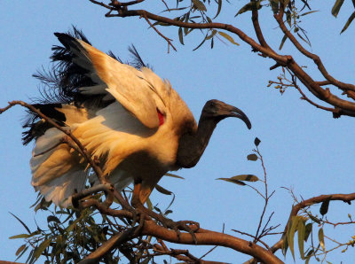 BIRD - IBIS - SACRED IBIS - NYUNGWE NATIONAL PARK RWANDA (495).JPG