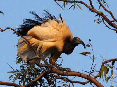 BIRD - IBIS - SACRED IBIS - NYUNGWE NATIONAL PARK RWANDA (496).JPG