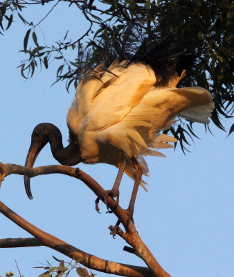 BIRD - IBIS - SACRED IBIS - NYUNGWE NATIONAL PARK RWANDA (498).JPG