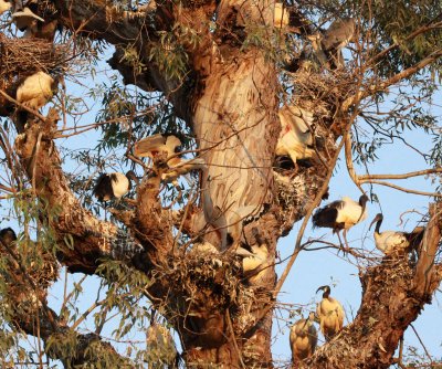 BIRD - IBIS - SACRED IBIS - NYUNGWE NATIONAL PARK RWANDA (5).JPG
