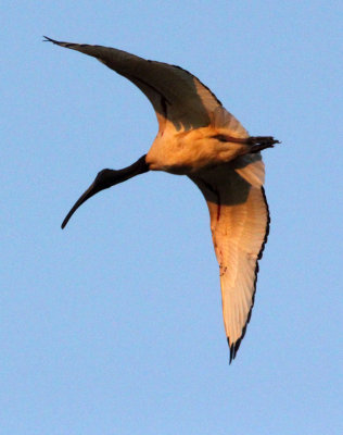 BIRD - IBIS - SACRED IBIS - NYUNGWE NATIONAL PARK RWANDA (512).JPG