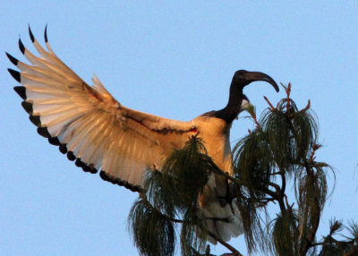 BIRD - IBIS - SACRED IBIS - NYUNGWE NATIONAL PARK RWANDA (516).JPG