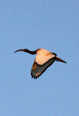 BIRD - IBIS - SACRED IBIS - NYUNGWE NATIONAL PARK RWANDA (7).JPG