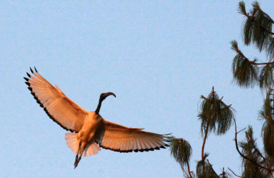 BIRD - IBIS - SACRED IBIS - NYUNGWE NATIONAL PARK RWANDA (9).JPG