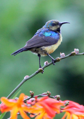 BIRD - SUNBIRD - REGAL SUNBIRD - NYUNGWE NATIONAL PARK RWANDA (415).JPG