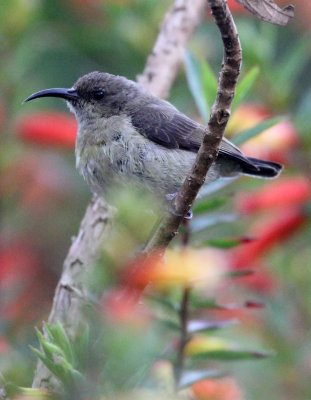 BIRD - SUNBIRD - REGAL SUNBIRD - NYUNGWE NATIONAL PARK RWANDA (422).JPG