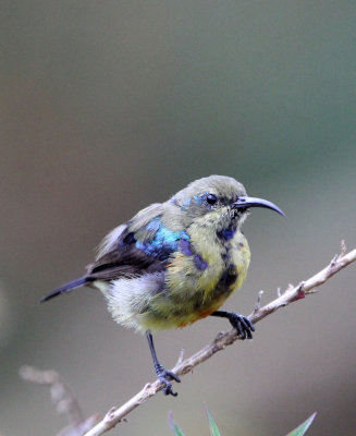 BIRD - SUNBIRD SPECIES - NYUNGWE NATIONAL PARK RWANDA (498).JPG
