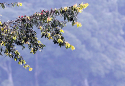 NYUNGWE NATIONAL PARK RWANDA (172).JPG