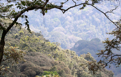 NYUNGWE NATIONAL PARK RWANDA (505).JPG