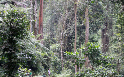 NYUNGWE NATIONAL PARK RWANDA (508).JPG