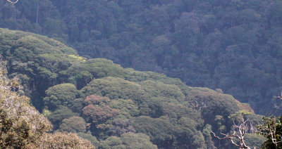 NYUNGWE NATIONAL PARK RWANDA (528).JPG