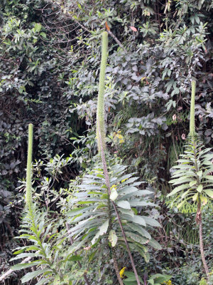 NYUNGWE NATIONAL PARK RWANDA (552).JPG